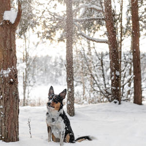 Собака в снежном свете