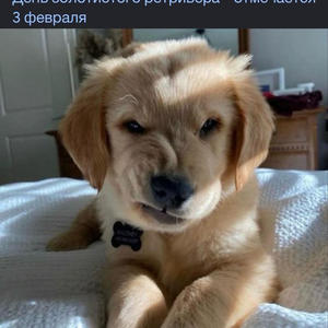 Братья меньшие