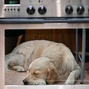 Братья меньшие