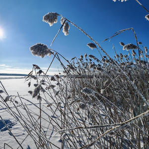 Иней на тростнике — зимняя симфония