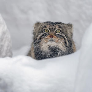 Братья меньшие