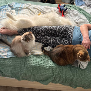 Братья меньшие