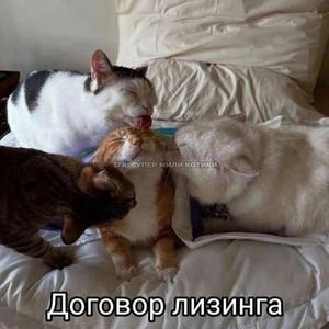 Братья меньшие