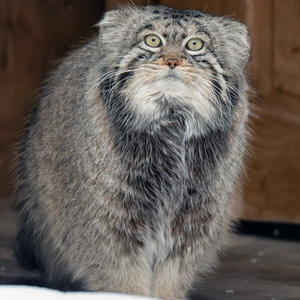 Братья меньшие