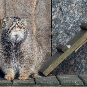 Братья меньшие