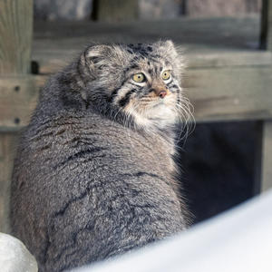 Братья меньшие