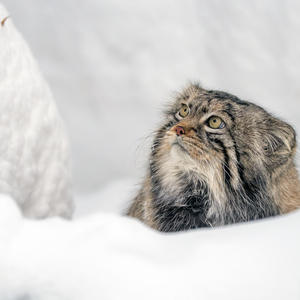 Братья меньшие