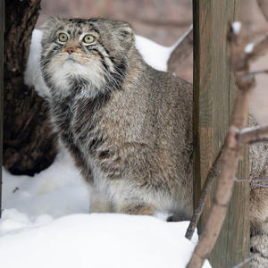 Братья меньшие