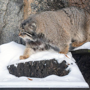 Братья меньшие