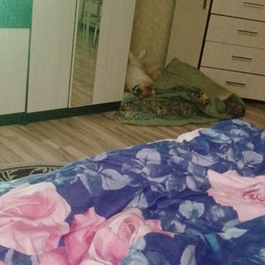 Братья меньшие