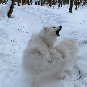 Братья меньшие