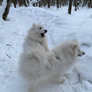 Братья меньшие