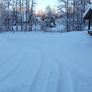 Братья меньшие