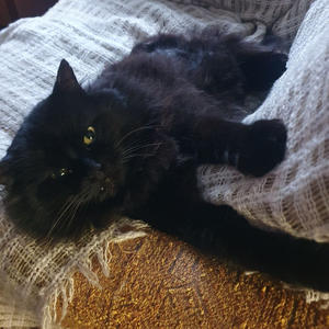 Братья меньшие