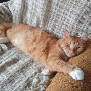 Братья меньшие