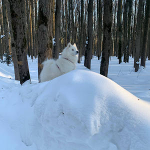 Братья меньшие