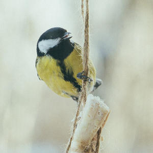 Братья меньшие