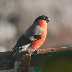 Братья меньшие