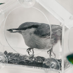 Братья меньшие