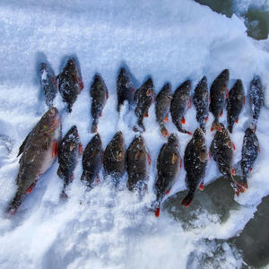 Рыбак из Осташковского района вытащил супер-окуня на Селигере и царь-щуку на Волго