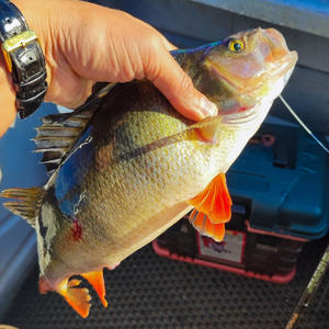 Рыбак из Осташковского района вытащил супер-окуня на Селигере и царь-щуку на Волго