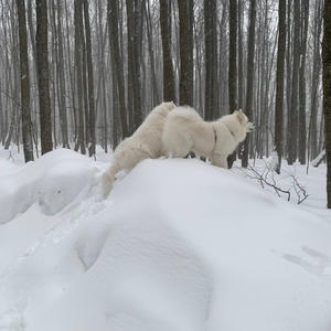 Братья меньшие