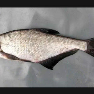 Братья меньшие