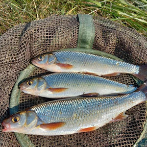 Братья меньшие