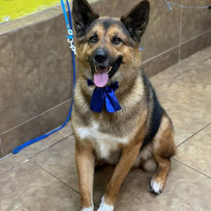 Братья меньшие