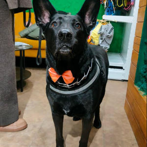 Братья меньшие