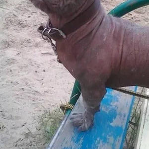 Братья меньшие