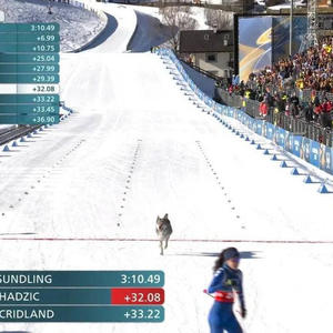 Братья меньшие