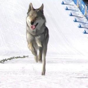 Братья меньшие