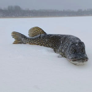 Зимний трофей на снежном полотне