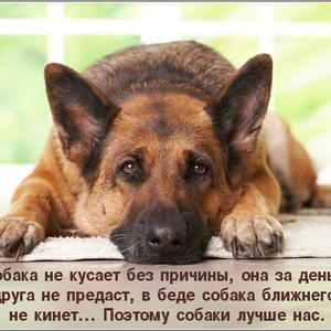 Братья меньшие