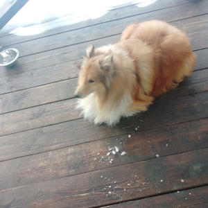 Братья меньшие