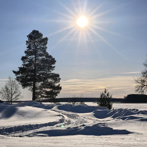Сосна, солнце и тишина зимнего берега