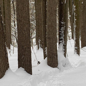 Братья меньшие