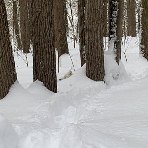 Братья меньшие