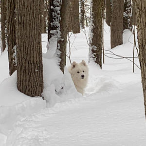 Братья меньшие