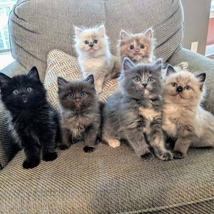 Братья меньшие