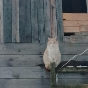 Братья меньшие