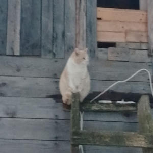 Братья меньшие