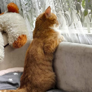 Братья меньшие