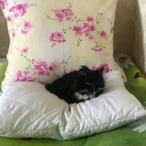 Братья меньшие