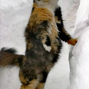 Братья меньшие