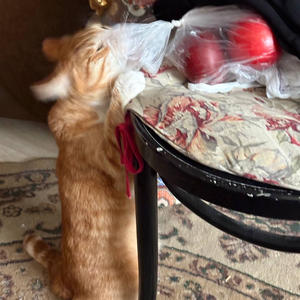 Братья меньшие