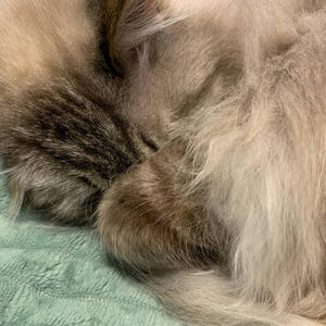 Братья меньшие