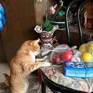 Братья меньшие