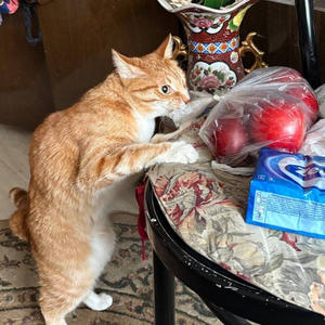 Братья меньшие